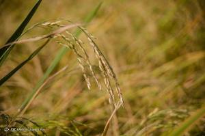 تولید کافی برنج در داخل کشور